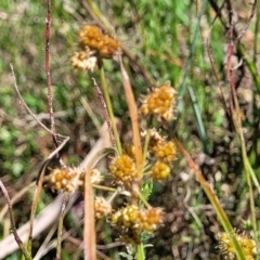 Luzula densiflora at Kaleen, ACT - 5 Oct 2023 12:25 PM