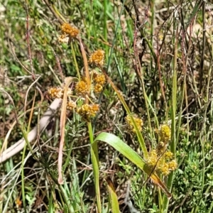 Luzula densiflora at Kaleen, ACT - 5 Oct 2023 12:25 PM