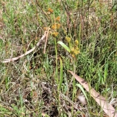 Luzula densiflora at Kaleen, ACT - 5 Oct 2023 12:25 PM