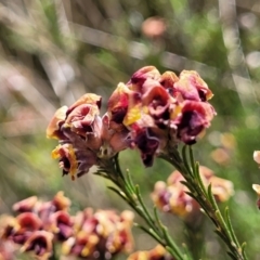 Dillwynia sp. Yetholme (P.C.Jobson 5080) NSW Herbarium at Gungaderra Grasslands - 5 Oct 2023 by trevorpreston