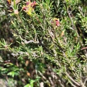 Dillwynia sp. Yetholme (P.C.Jobson 5080) NSW Herbarium at Kaleen, ACT - 5 Oct 2023