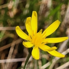 Microseris walteri (Yam Daisy, Murnong) at Gungaderra Grasslands - 5 Oct 2023 by trevorpreston