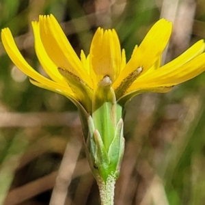 Microseris walteri at Gungahlin, ACT - 5 Oct 2023 12:22 PM