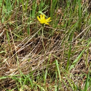 Microseris walteri at Gungahlin, ACT - 5 Oct 2023 12:22 PM