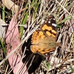 Vanessa kershawi (Australian Painted Lady) at Gungaderra Grasslands - 5 Oct 2023 by trevorpreston