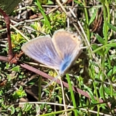 Lampides boeticus (Long-tailed Pea-blue) at Gungaderra Grasslands - 5 Oct 2023 by trevorpreston