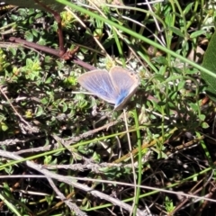 Lampides boeticus at Gungahlin, ACT - 5 Oct 2023 12:19 PM