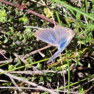 Lampides boeticus at Gungahlin, ACT - 5 Oct 2023 12:19 PM