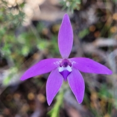 Glossodia major (Wax Lip Orchid) at Gungaderra Grasslands - 5 Oct 2023 by trevorpreston