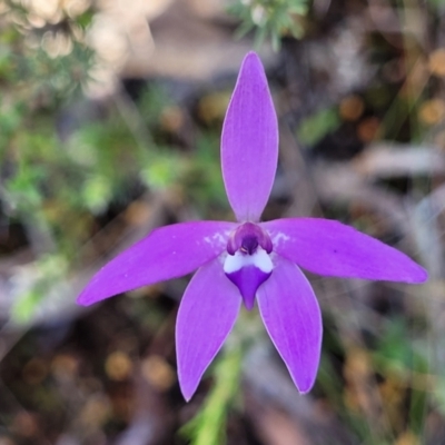 Glossodia major (Wax Lip Orchid) at Gungaderra Grasslands - 5 Oct 2023 by trevorpreston