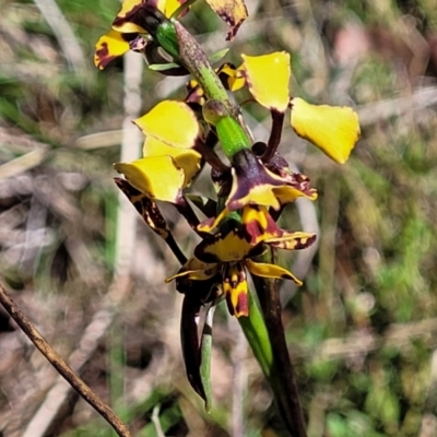 Diuris pardina (Leopard Doubletail) at Gungahlin, ACT - 5 Oct 2023 by trevorpreston