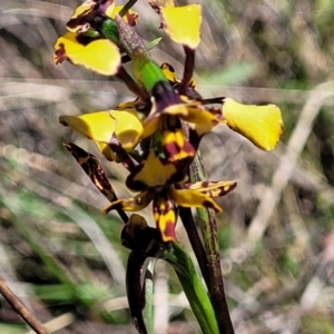 Diuris pardina at Gungahlin, ACT - suppressed