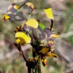 Diuris pardina at Gungahlin, ACT - suppressed