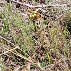 Diuris pardina at Gungahlin, ACT - suppressed