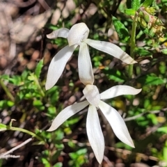 Caladenia ustulata (Brown Caps) at Gungahlin, ACT - 5 Oct 2023 by trevorpreston