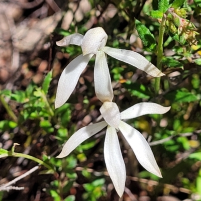 Caladenia ustulata (Brown Caps) at Gungaderra Grasslands - 5 Oct 2023 by trevorpreston