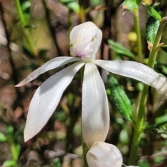 Caladenia ustulata at Gungahlin, ACT - 5 Oct 2023
