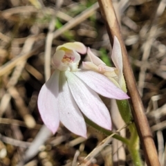 Caladenia carnea (Pink Fingers) at Gungaderra Grasslands - 5 Oct 2023 by trevorpreston