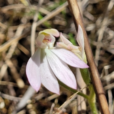 Caladenia carnea (Pink Fingers) at Gungahlin, ACT - 5 Oct 2023 by trevorpreston