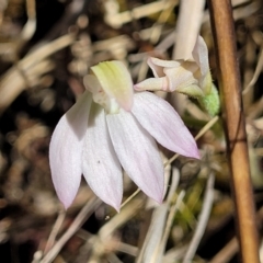 Caladenia carnea at Gungahlin, ACT - 5 Oct 2023