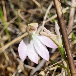 Caladenia carnea at Gungahlin, ACT - 5 Oct 2023