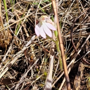 Caladenia carnea at Gungahlin, ACT - 5 Oct 2023