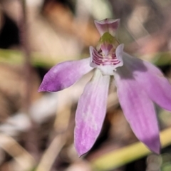 Caladenia carnea (Pink Fingers) at Gungaderra Grasslands - 5 Oct 2023 by trevorpreston