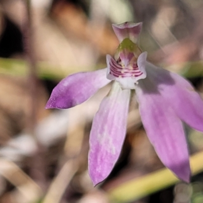 Caladenia carnea (Pink Fingers) at Gungaderra Grasslands - 5 Oct 2023 by trevorpreston