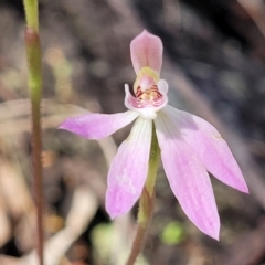 Caladenia carnea at Gungahlin, ACT - suppressed