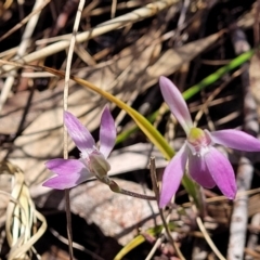 Caladenia carnea at Gungahlin, ACT - 5 Oct 2023