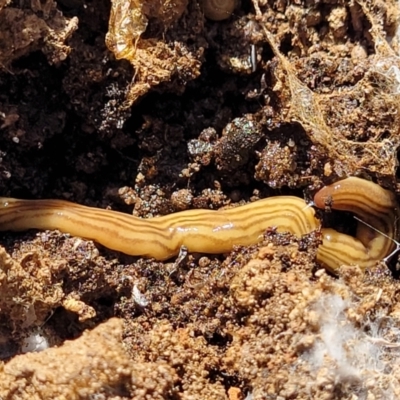 Fletchamia quinquelineata (Five-striped flatworm) at Gungaderra Grasslands - 5 Oct 2023 by trevorpreston