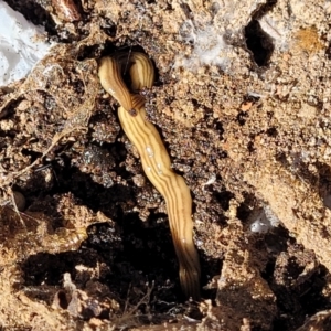 Fletchamia quinquelineata at Gungahlin, ACT - 5 Oct 2023