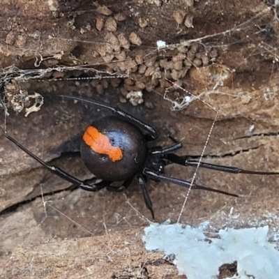 Latrodectus hasselti (Redback Spider) at Gungaderra Grasslands - 5 Oct 2023 by trevorpreston