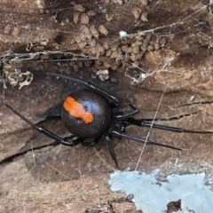 Latrodectus hasselti (Redback Spider) at Gungaderra Grasslands - 5 Oct 2023 by trevorpreston