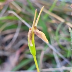 Diuris sp. (A Donkey Orchid) at Gungaderra Grasslands - 5 Oct 2023 by trevorpreston