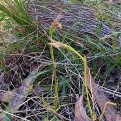 Diuris sp. at Gungahlin, ACT - suppressed