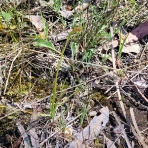 Diuris sp. at Gungahlin, ACT - suppressed