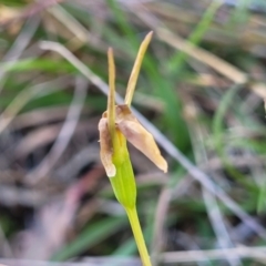 Diuris sp. at Gungahlin, ACT - suppressed