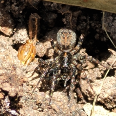 Unidentified Spider (Araneae) at Gungaderra Grasslands - 5 Oct 2023 by trevorpreston