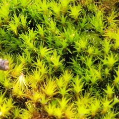 Unidentified Moss, Liverwort or Hornwort at Gungaderra Grasslands - 5 Oct 2023 by trevorpreston