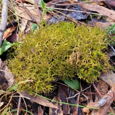 Cladia aggregata (A lichen) at Gungaderra Grasslands - 5 Oct 2023 by trevorpreston