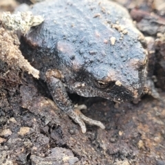 Uperoleia laevigata (Smooth Toadlet) at Gungaderra Grasslands - 5 Oct 2023 by trevorpreston