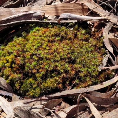 Unidentified Moss, Liverwort or Hornwort at Gungahlin, ACT - 5 Oct 2023 by trevorpreston