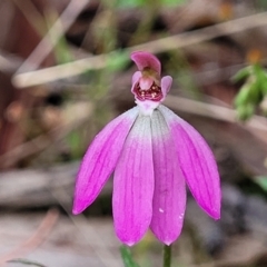 Caladenia carnea (Pink Fingers) at Gungaderra Grasslands - 5 Oct 2023 by trevorpreston