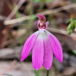 Caladenia carnea at Gungahlin, ACT - 5 Oct 2023