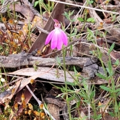 Caladenia carnea at Gungahlin, ACT - 5 Oct 2023