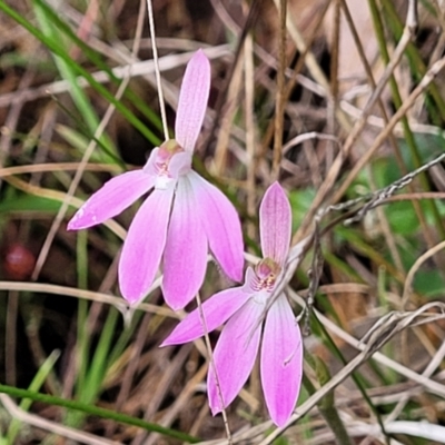 Caladenia carnea (Pink Fingers) at Gungaderra Grasslands - 5 Oct 2023 by trevorpreston