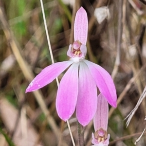 Caladenia carnea at Gungahlin, ACT - suppressed