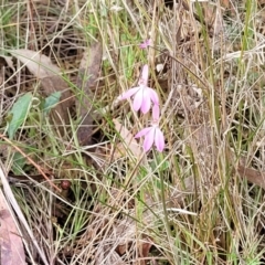 Caladenia carnea at Gungahlin, ACT - suppressed