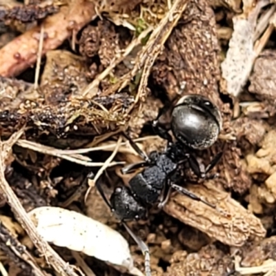 Polyrhachis phryne (A spiny ant) at Gungaderra Grasslands - 5 Oct 2023 by trevorpreston